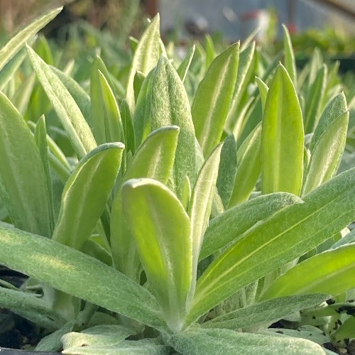 Pearly Everlasting foliage