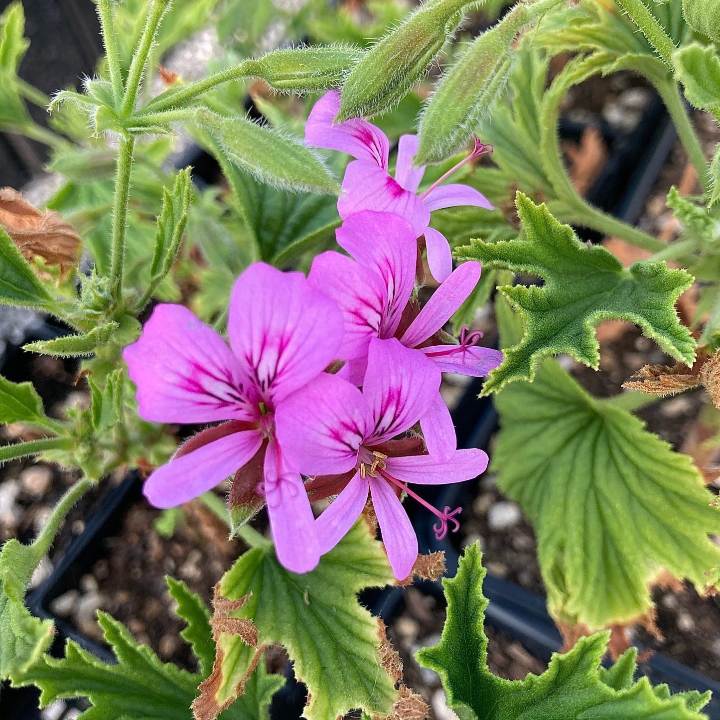 Pelargonium 'Mabel Gray'
