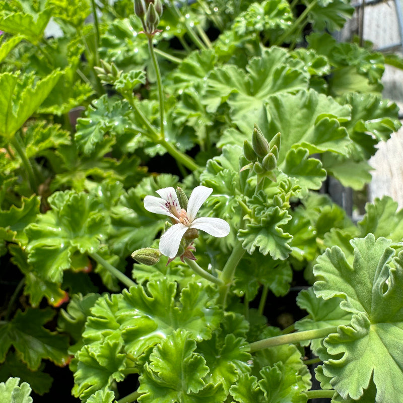 Pelargonium Nutmeg scented geranium small white flower blooming