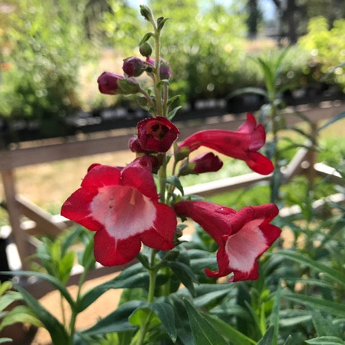 Penstemon Scarlet Queen