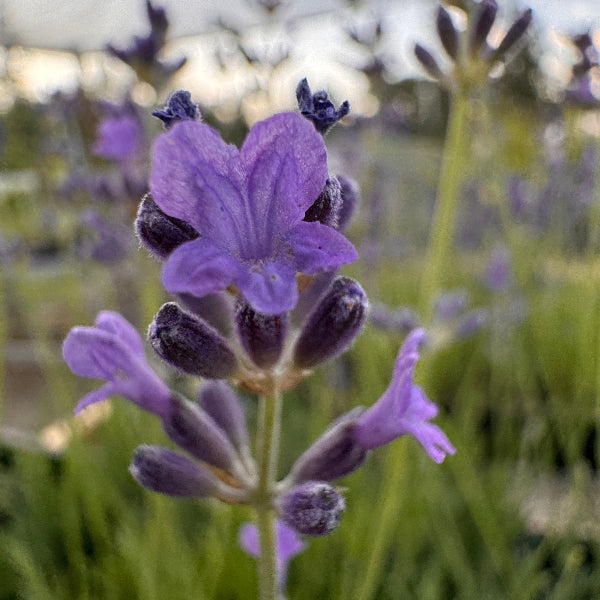 Blooming Peter Pan Lavender violet flowers