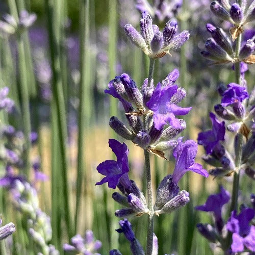 Princess Blue Lavender bloom