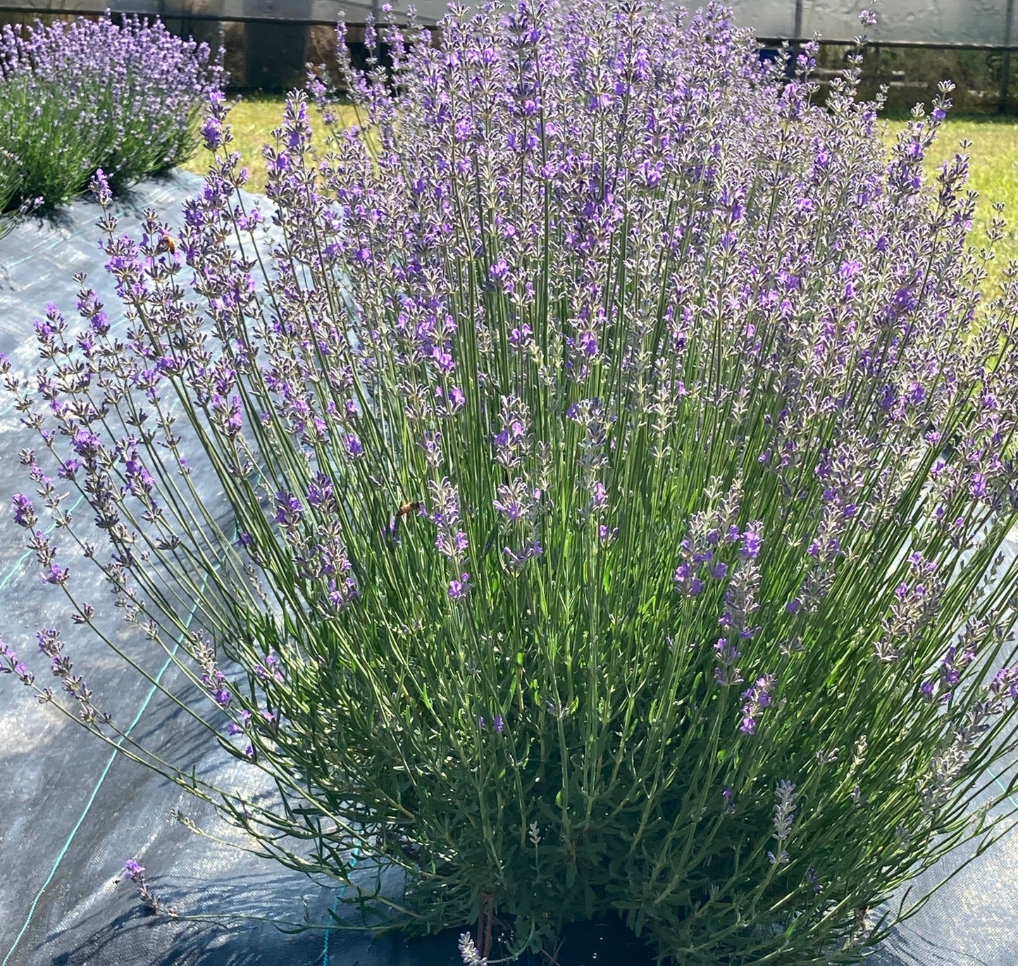 Princess Blue Lavender row