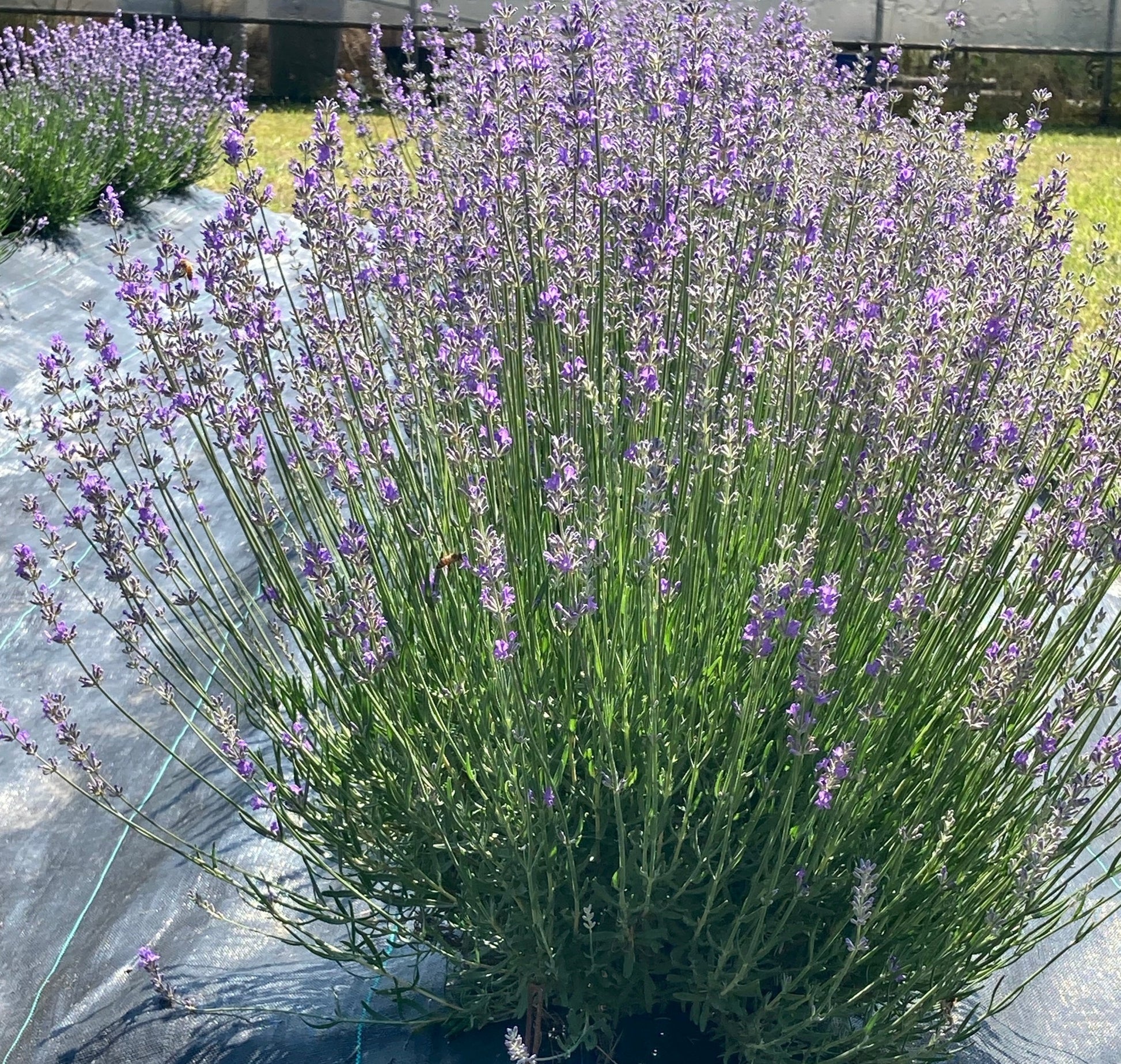 Princess Blue Lavender row