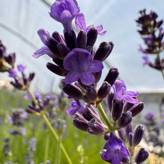 Lavandula angustifolia 'Rebecca Kay' Lavender