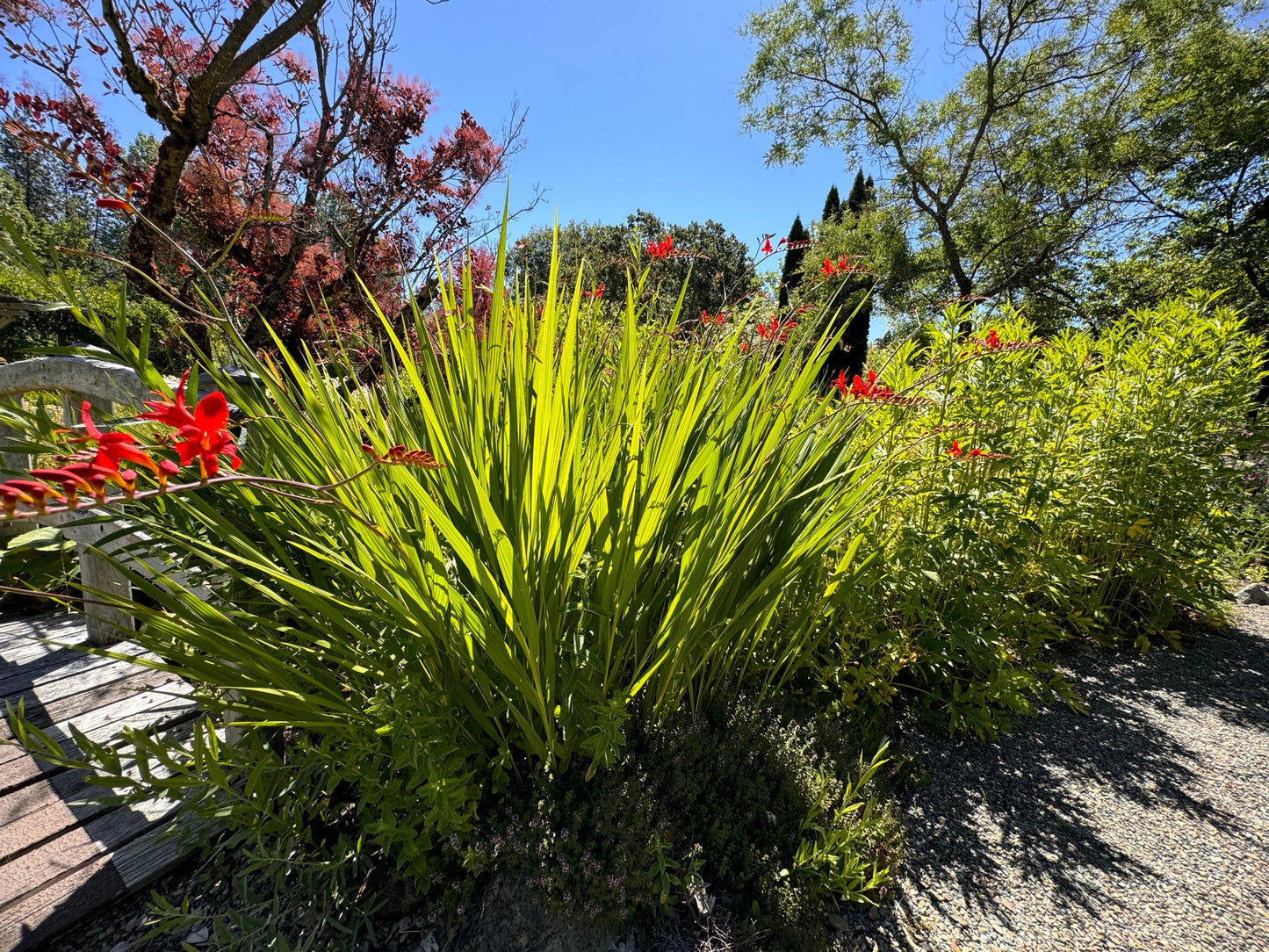 Garden scene with green plants and red flowers under a clear blue sky.
