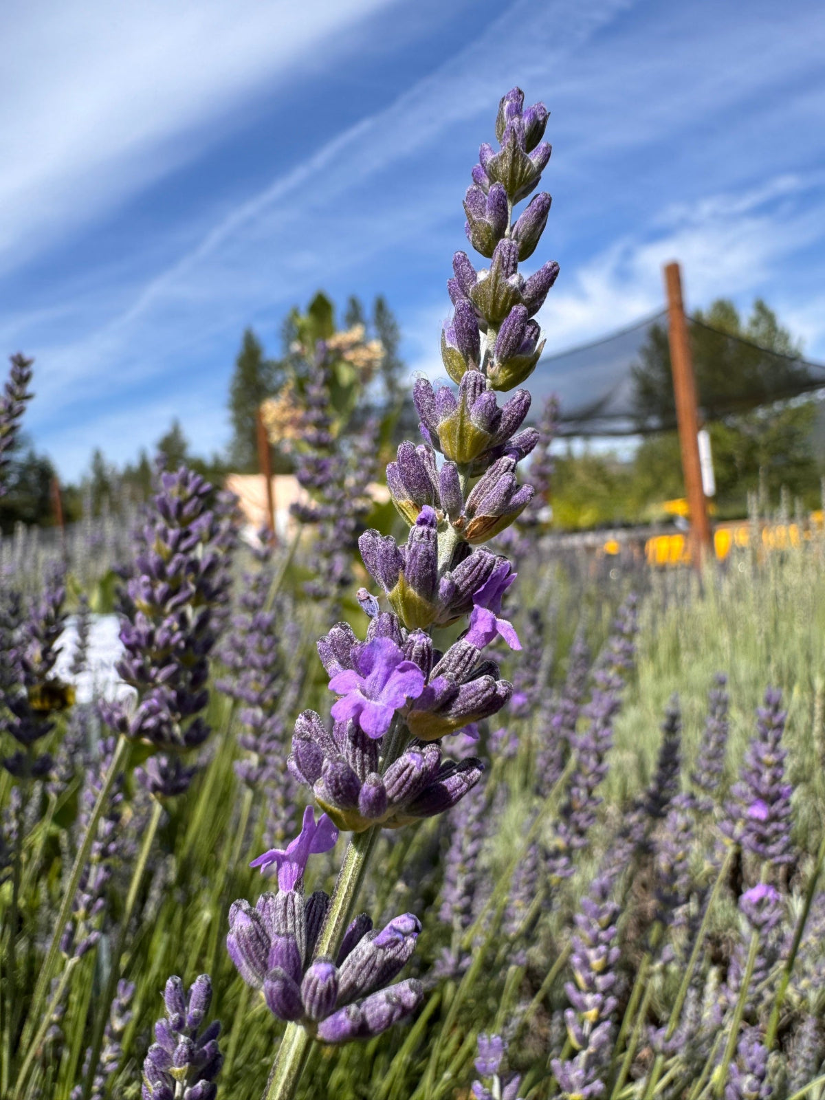 blooming Riverina Alan lavender