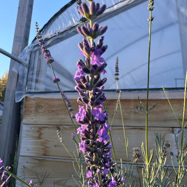 Lavandula x intermedia 'Riverina Thomas' Lavender