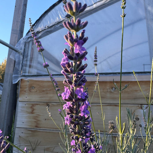 Lavandula x intermedia 'Riverina Thomas' Lavender