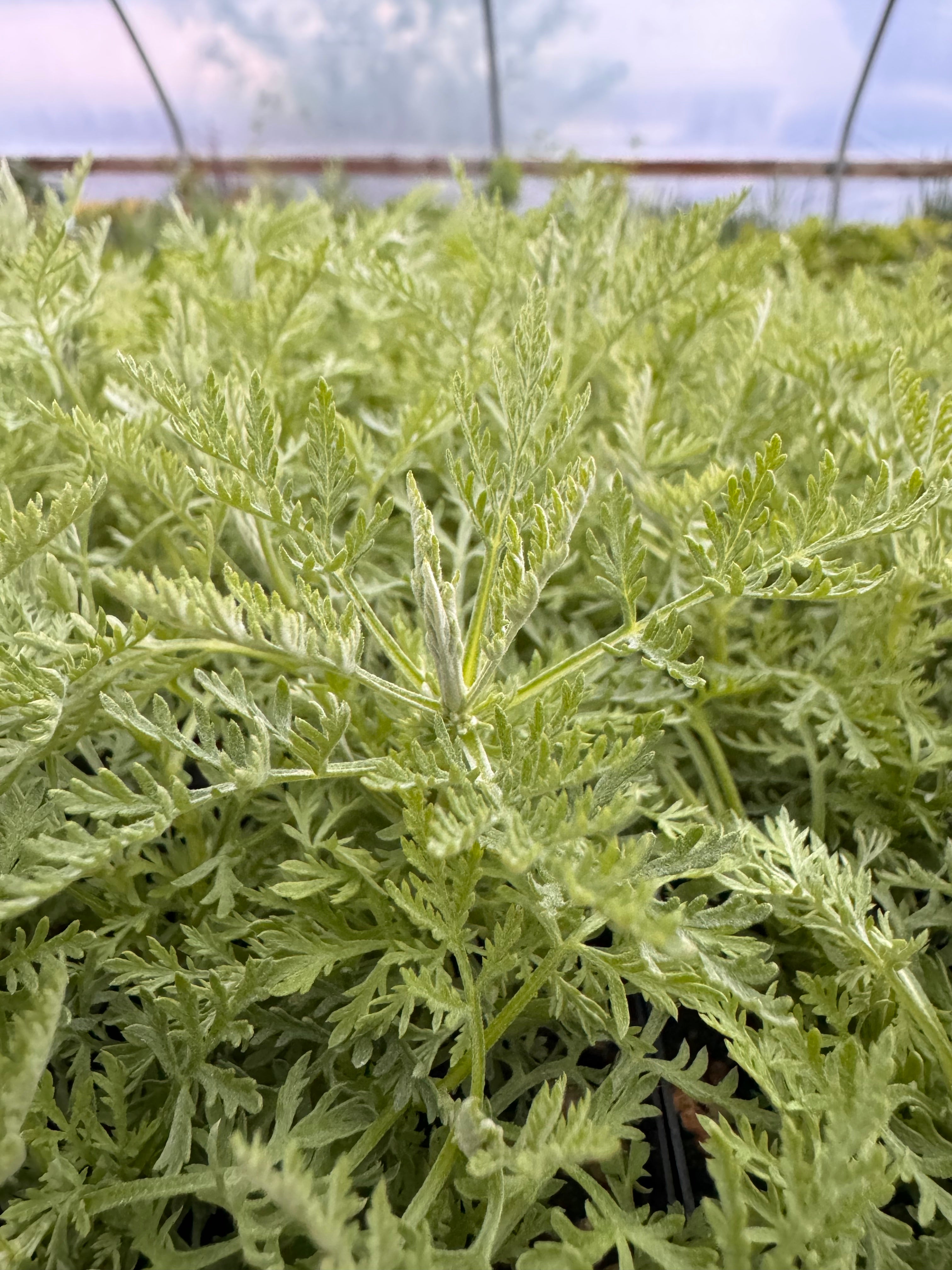 Roman Wormwood Plant