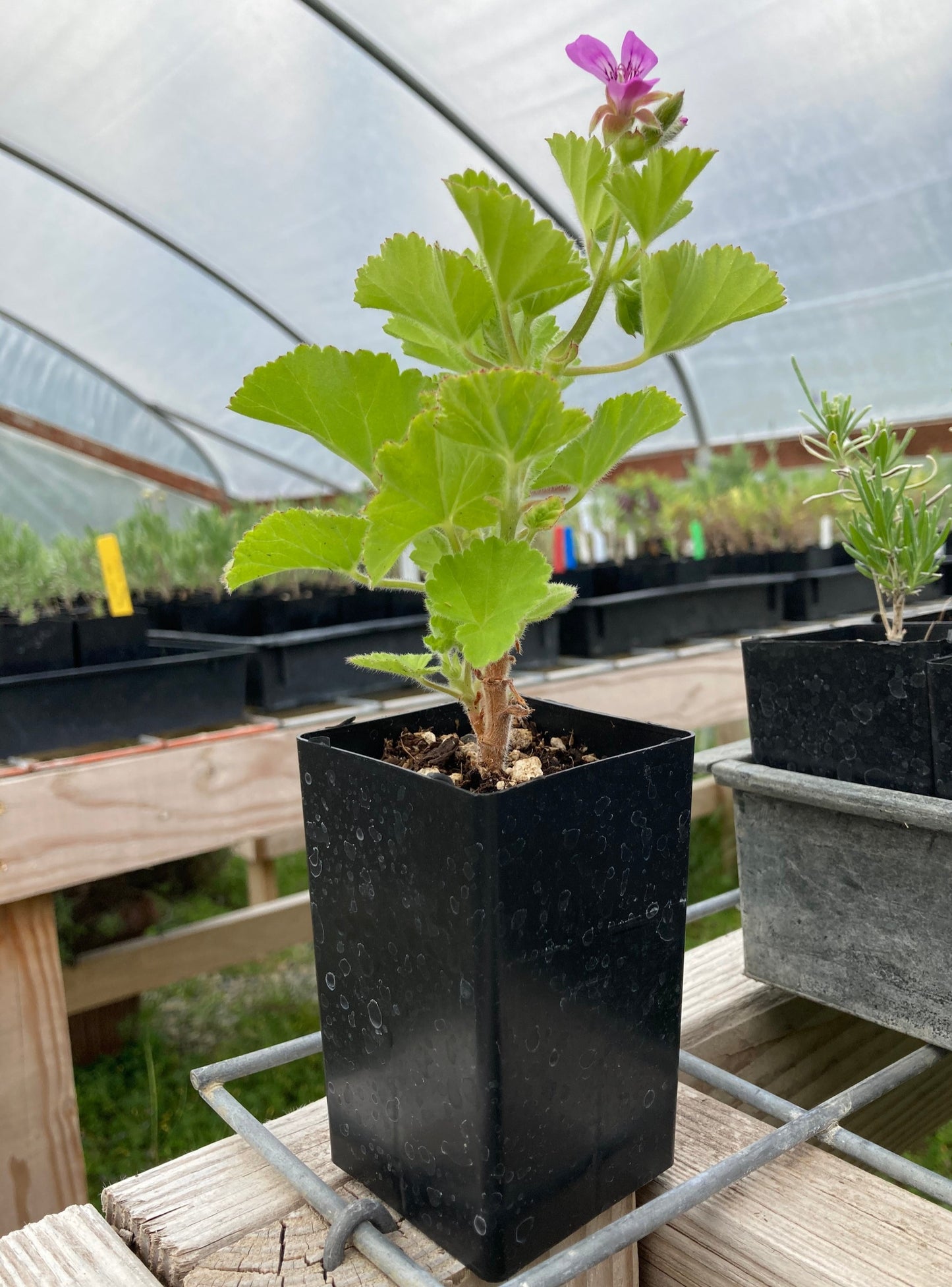 Round Leaf Rose Pelargonium potted plant