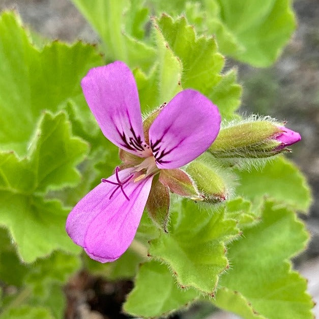 Pelargonium Round Leaf Rose bloom