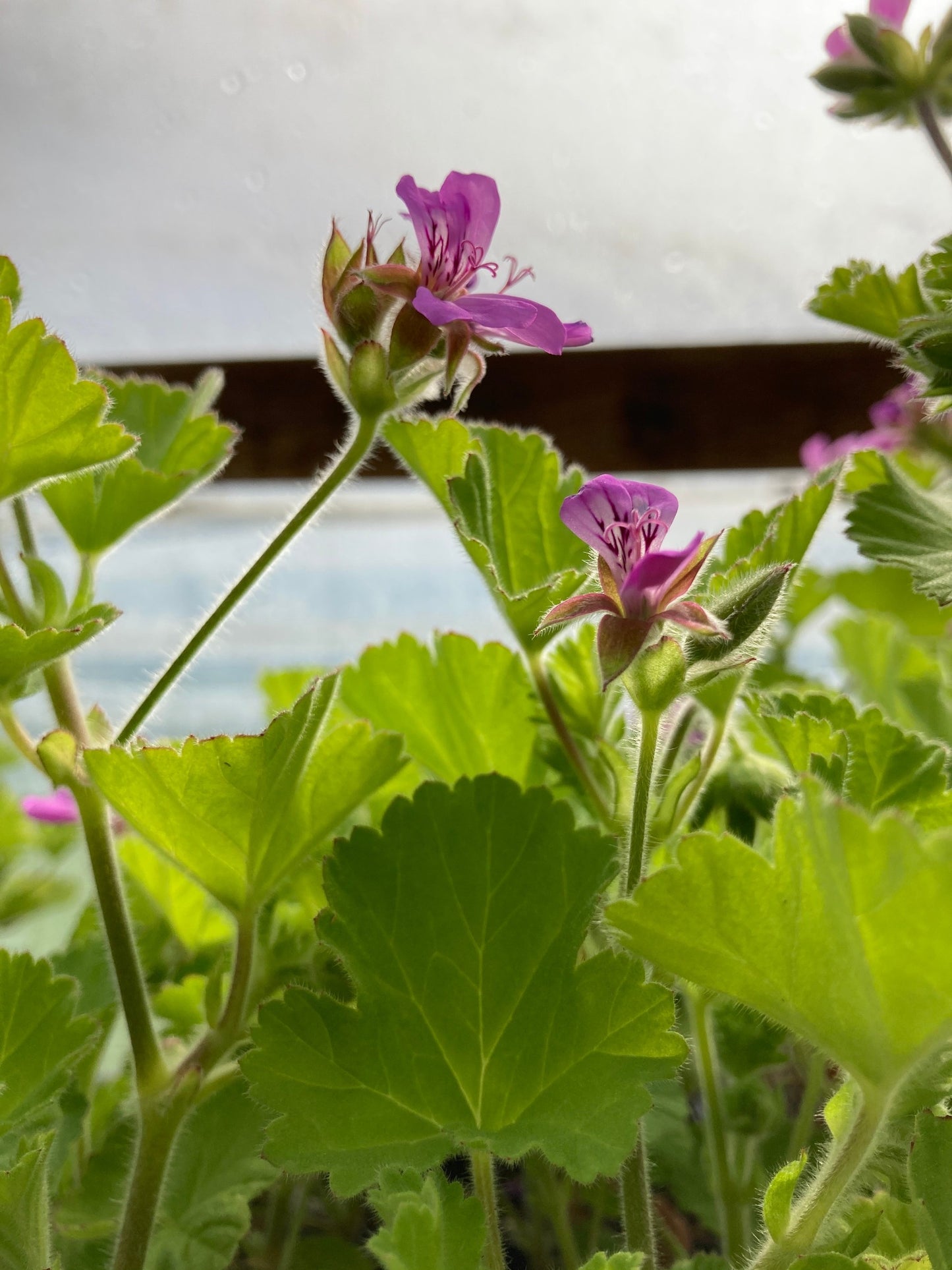 Round Leaf rose- scented geranium