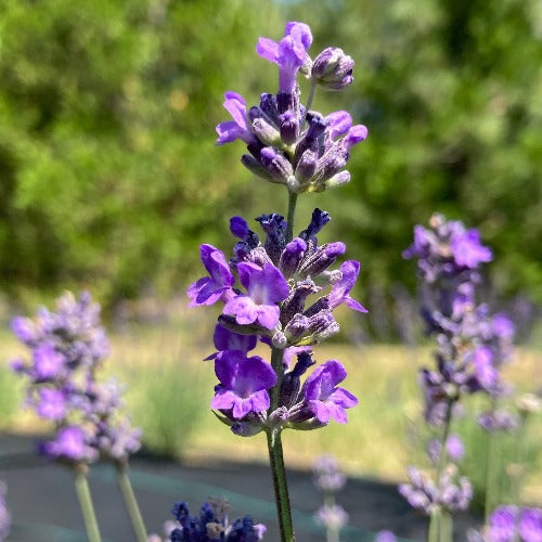 sachet lavender plant Sachet Lavender – Compact English Lavender for Drying & Culinary Use – Charsaw Farms
