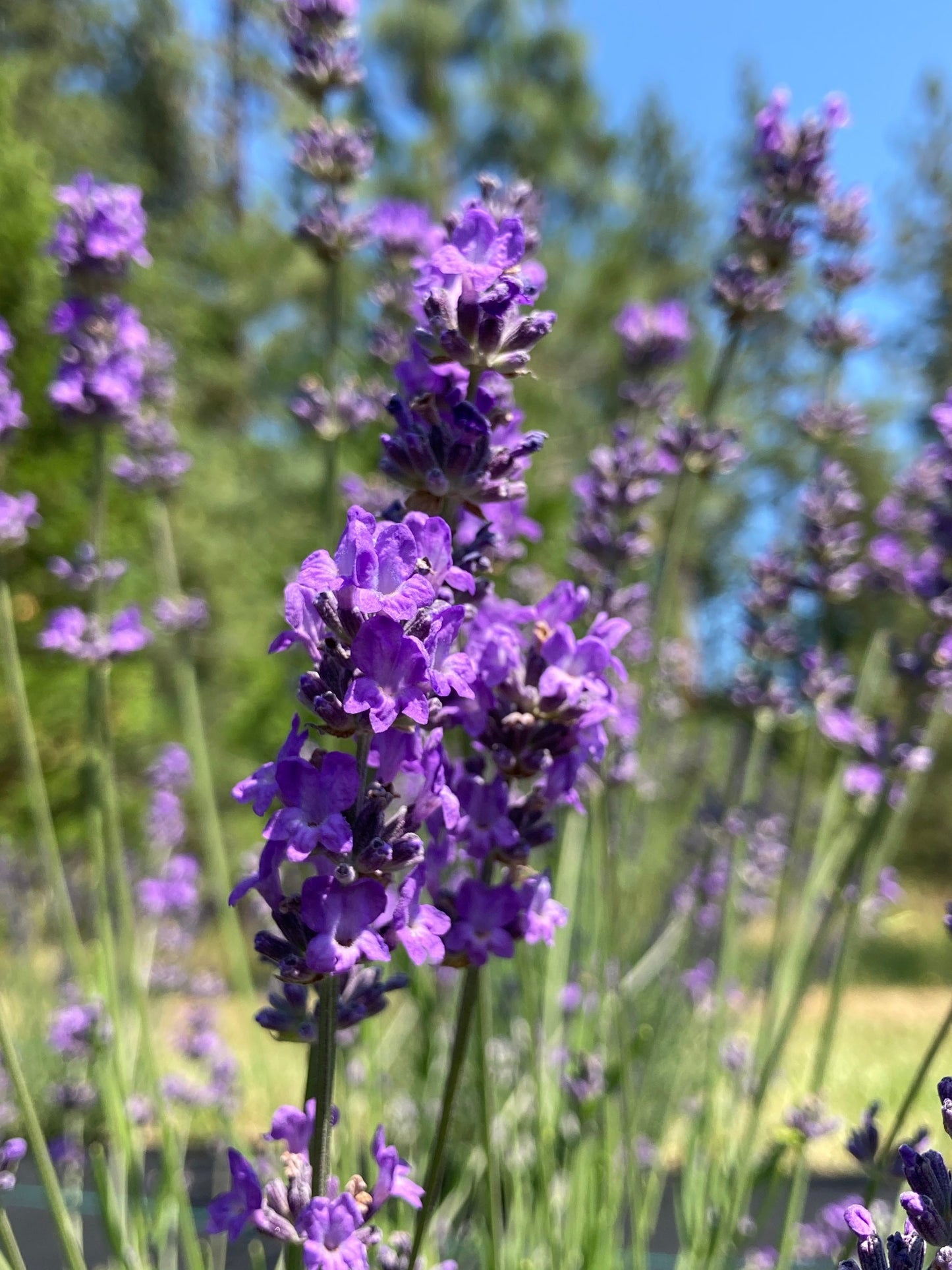 Lavandula angustifolia 'Sachet' Lavender