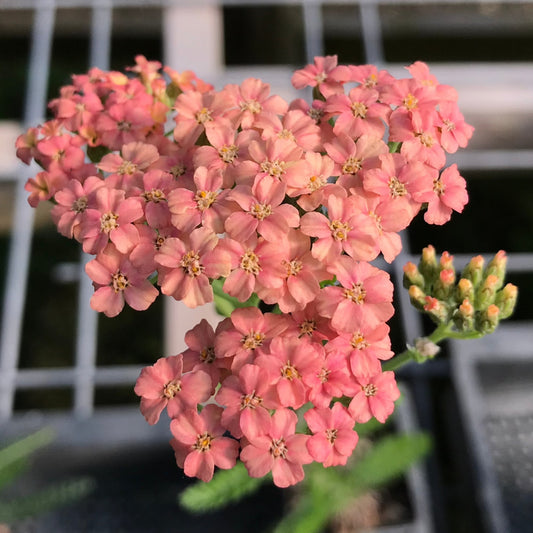 Yarrow Salmon Beauty
