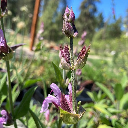 Salvia officinalis 'Rosea' sage