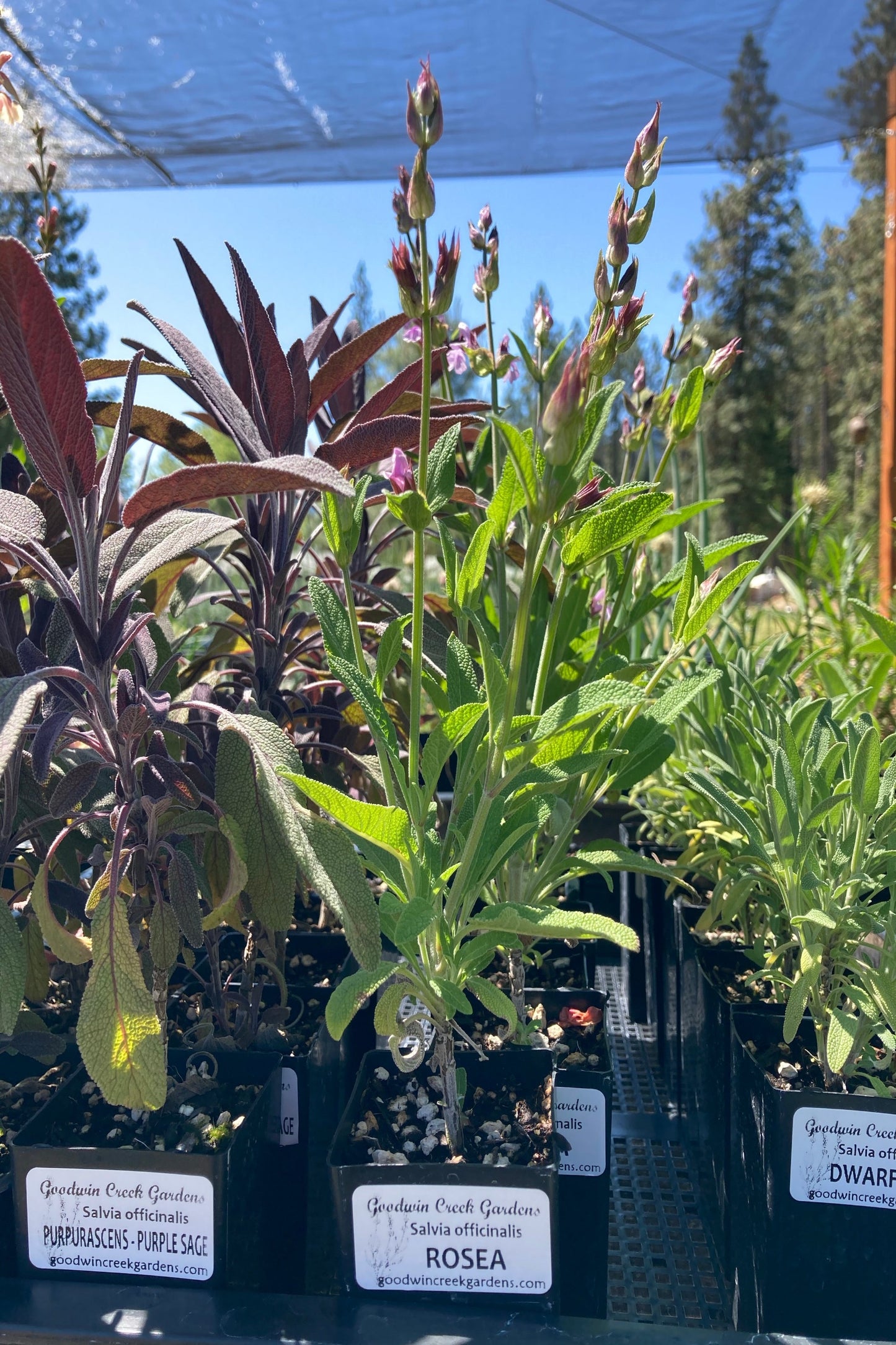 Salvia officinalis 'Rosea' potted plant