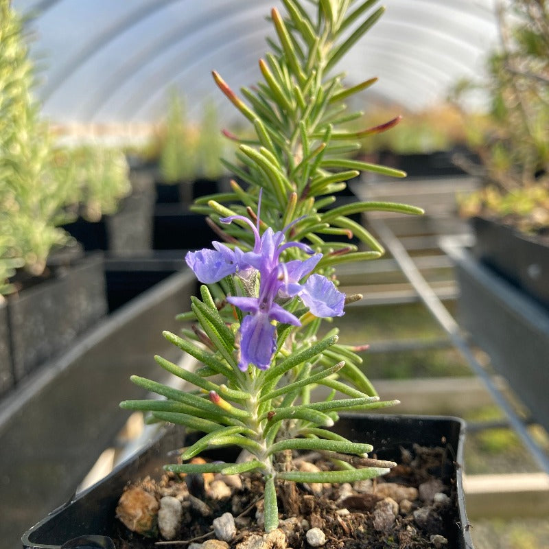Rosemary 'Sawyer's Blue'