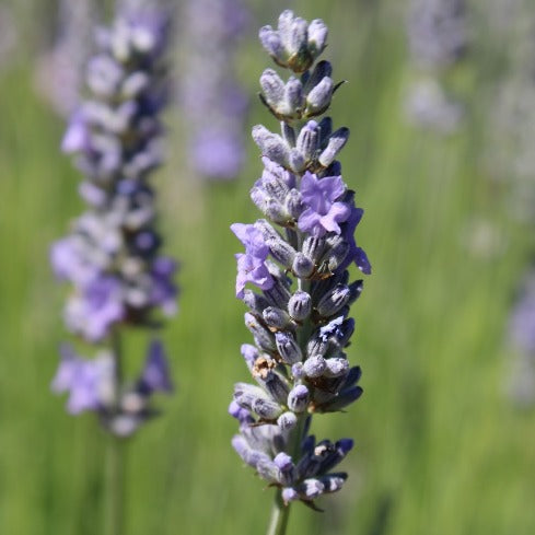 Scottish Cottage Lavender