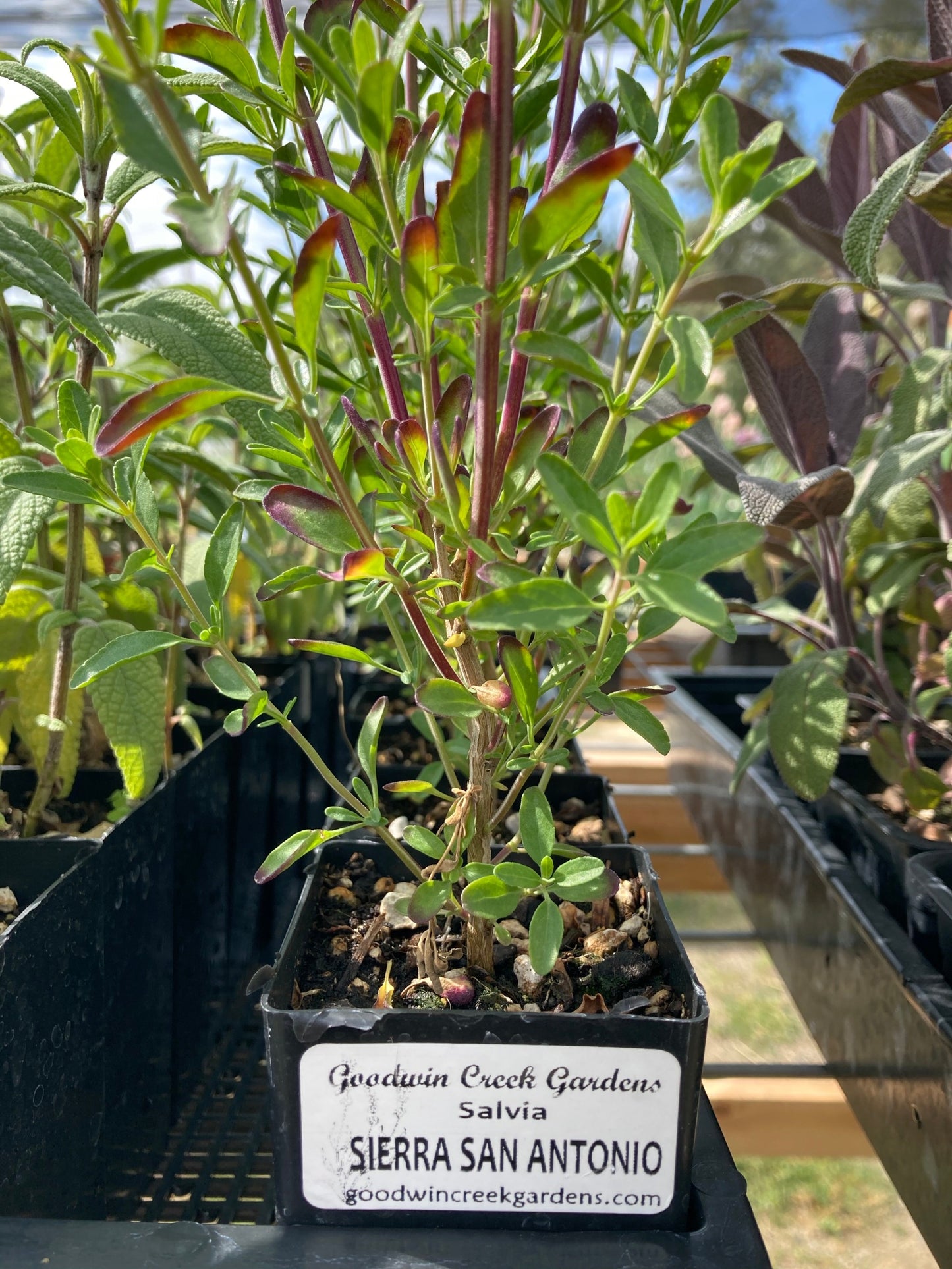Sierra San Antonio Sage potted plant