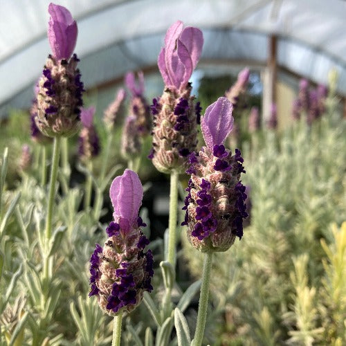 silver anouk lavender plant Lavandula stoechas 'Silver Anouk' (Spanish lavender)