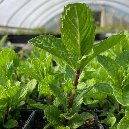 best potting soil for mint plants Mentha spicata (Spearmint) | potted plant