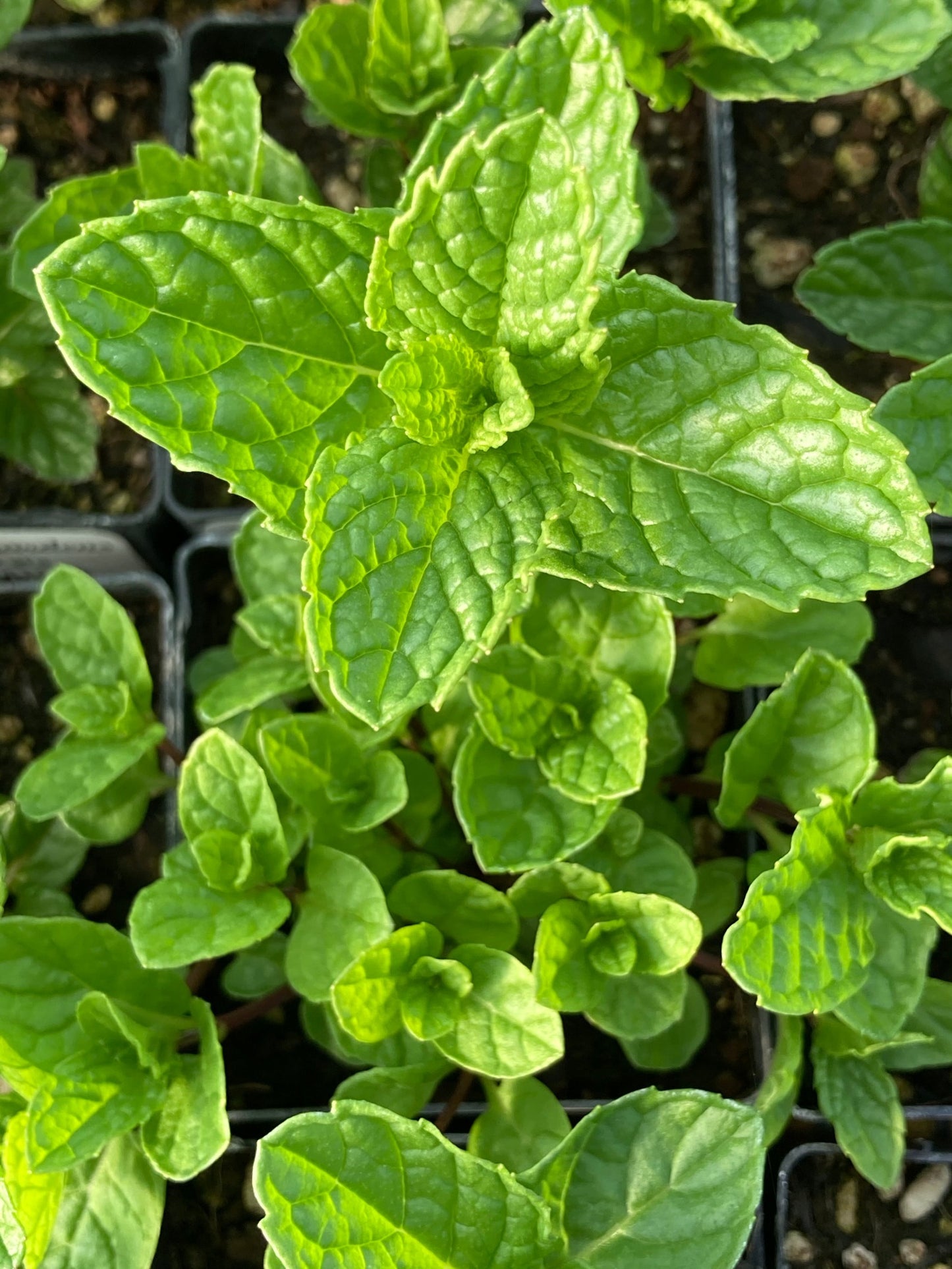Spearmint Foliage