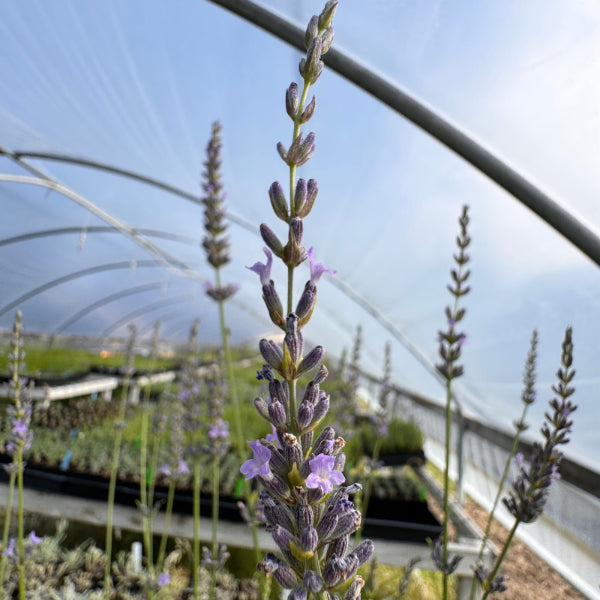 Lavandula x intermedia 'Sussex' Lavender