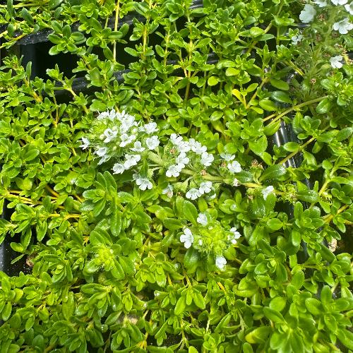Lemon Frost thyme