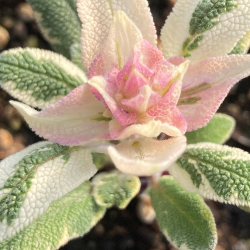 Tricolor Sage plant