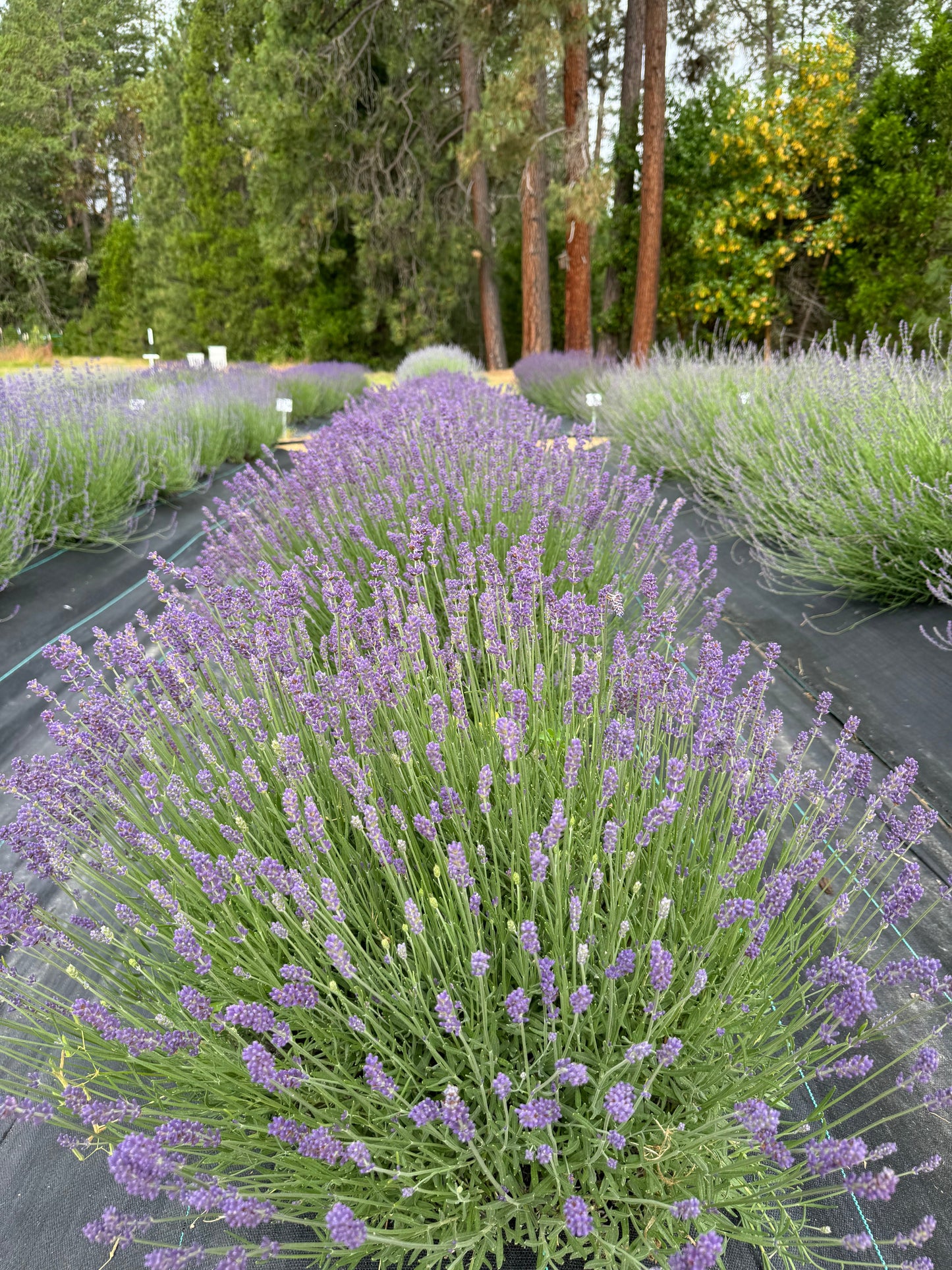 Row of Tucker's Early lavender plants in a field with full sun and trees in the background