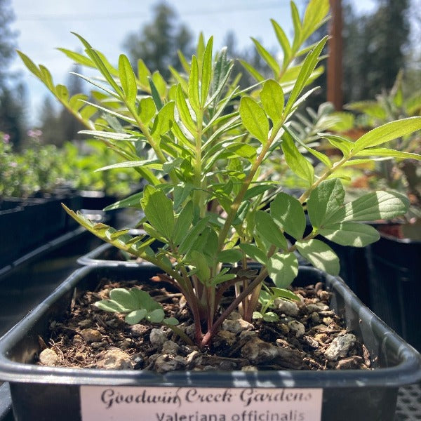 valerian potted plant Valerian Plant for Traditional Use