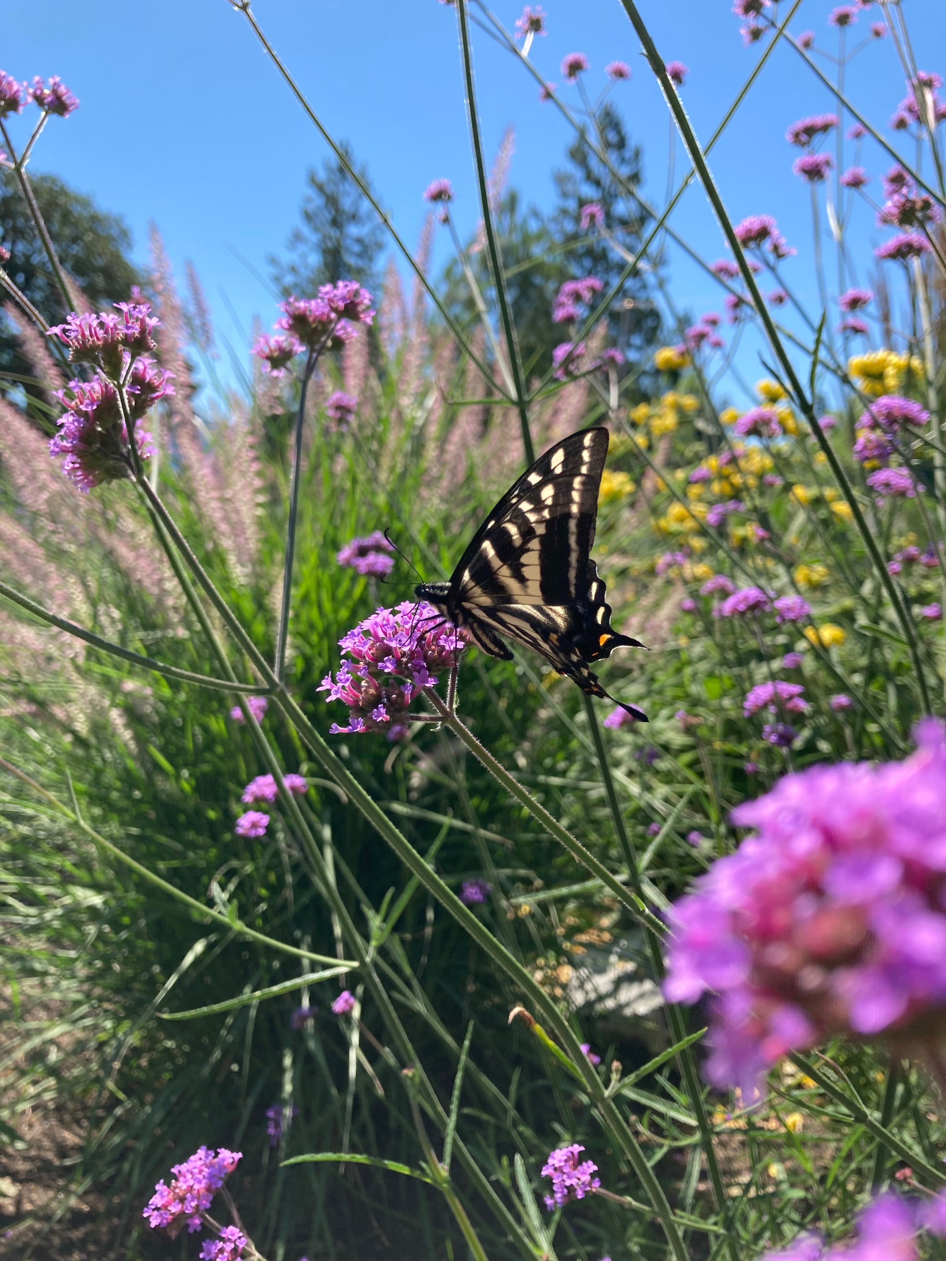 Verbena bonariensis – Tall Purple Pollinator Plant – Charsaw Farms