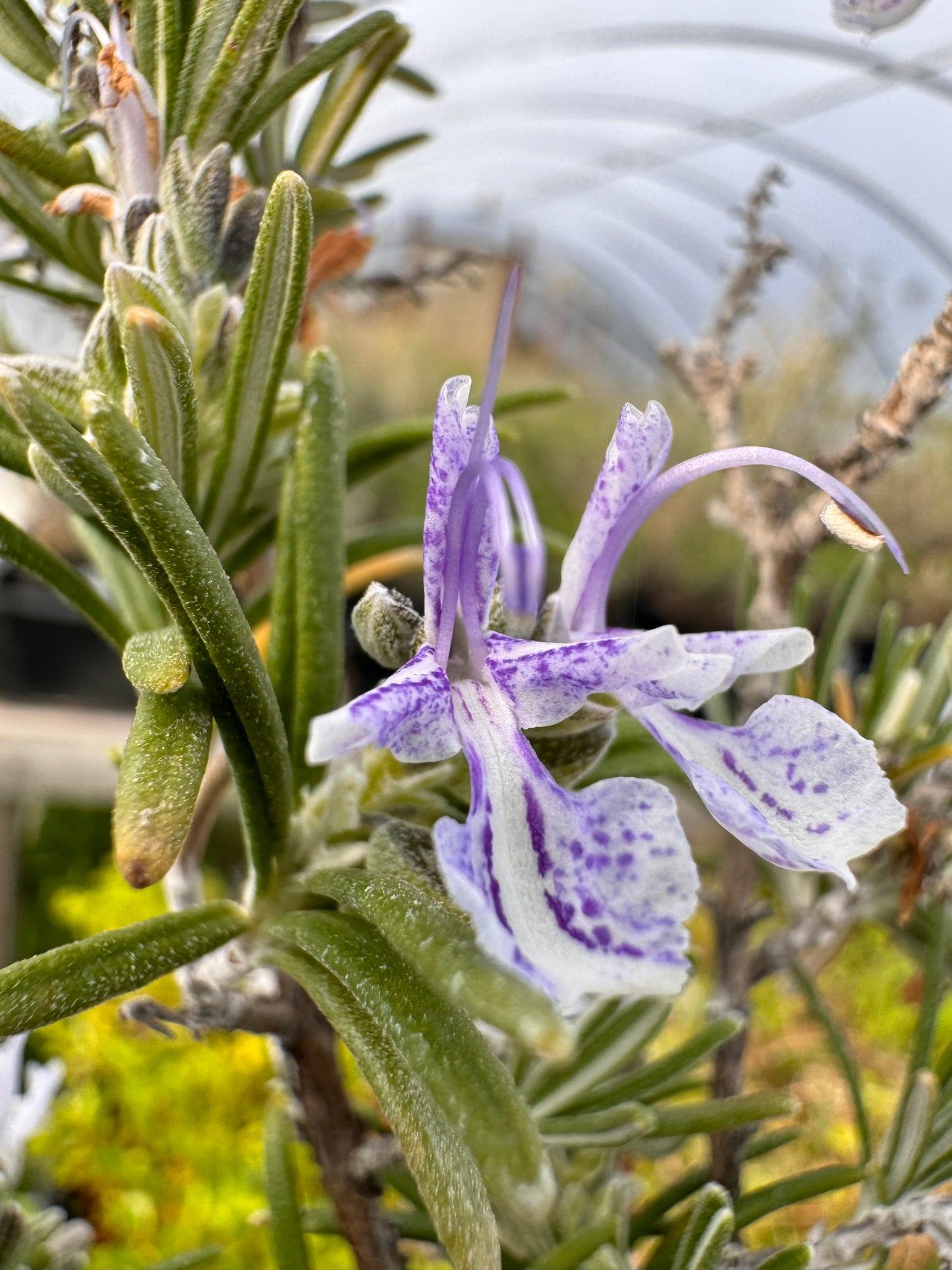 Very Oily rosemary plant with aromatic foliage and purple and white flowers growing in a greenhouse