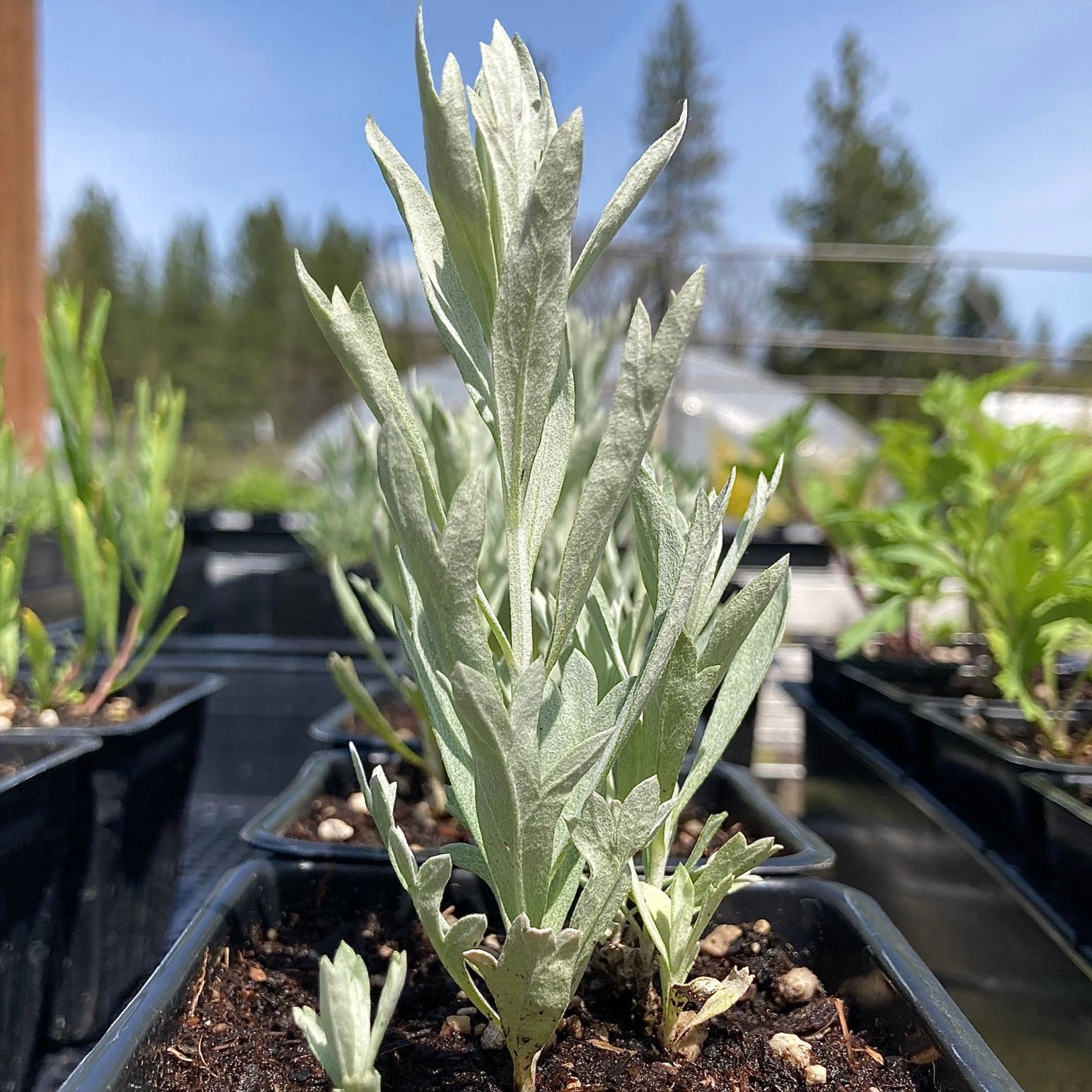 Western mugwort potted plant