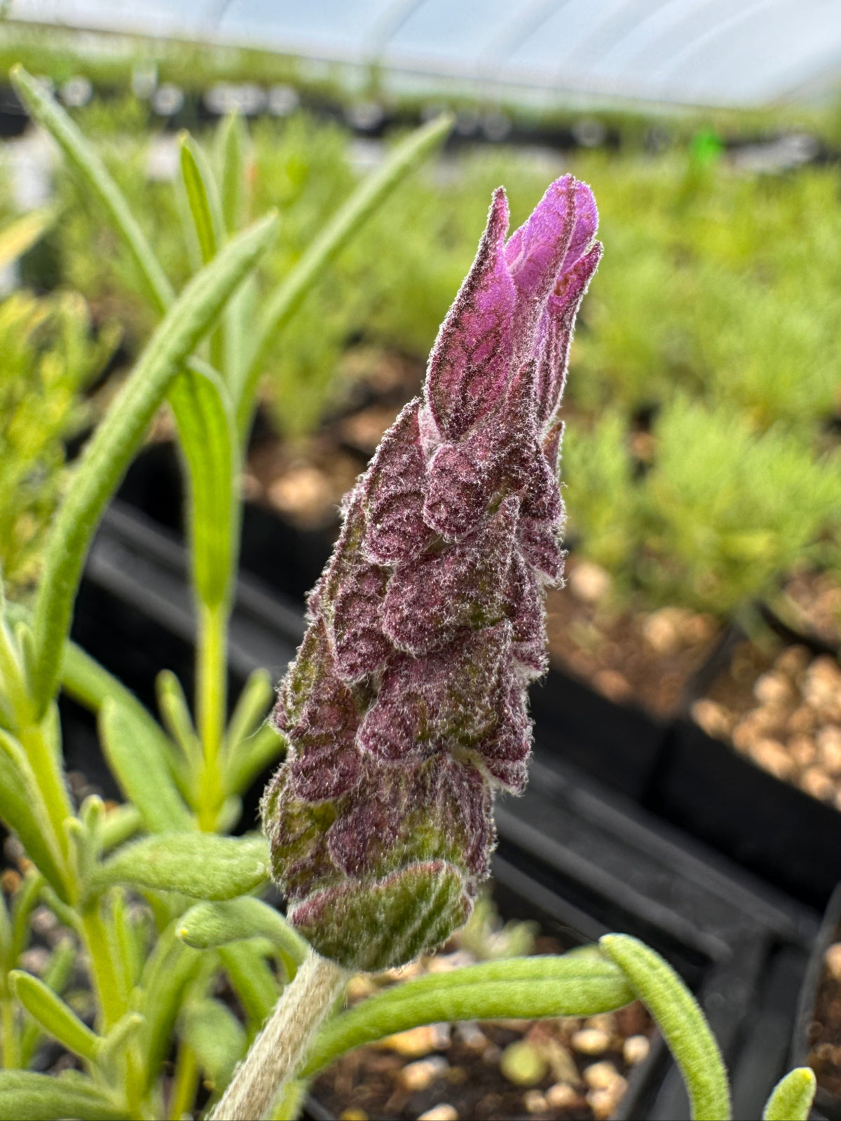 Lavandula stoechas 'Wings Of Night' | Spanish Lavender