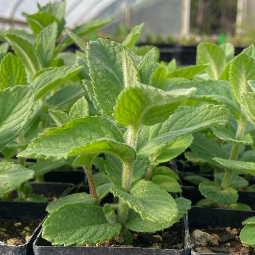 mint succulent Wolly Applemint (Mentha x villosa alopecuroides)