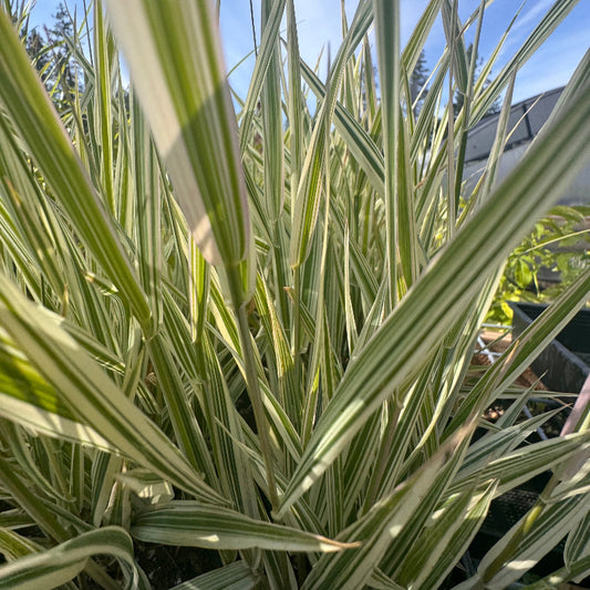 Acorus gramineus 'Variegatus' (Grassy Sweet Flag)