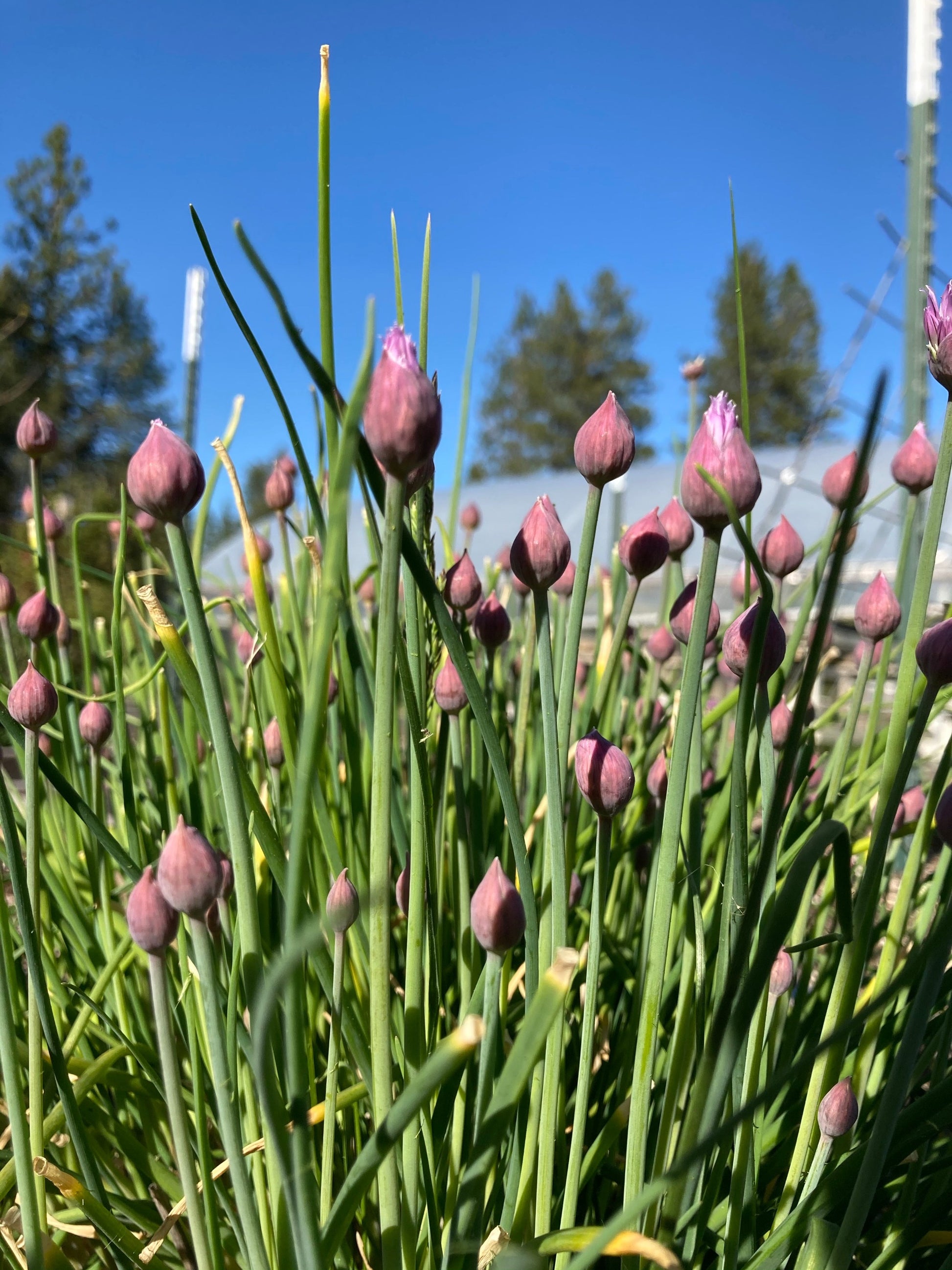 Chive buds