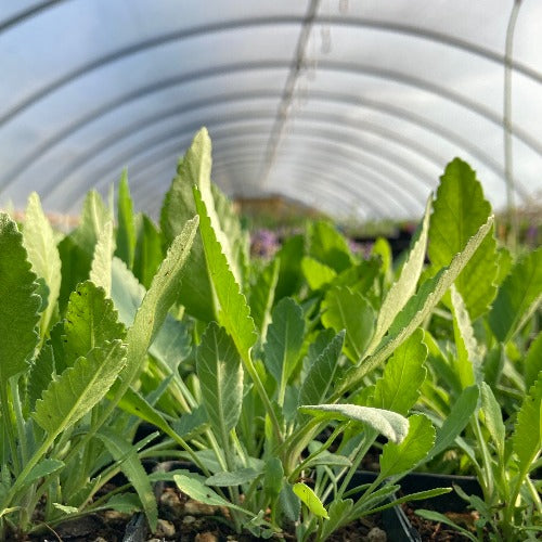 Costmary foliage