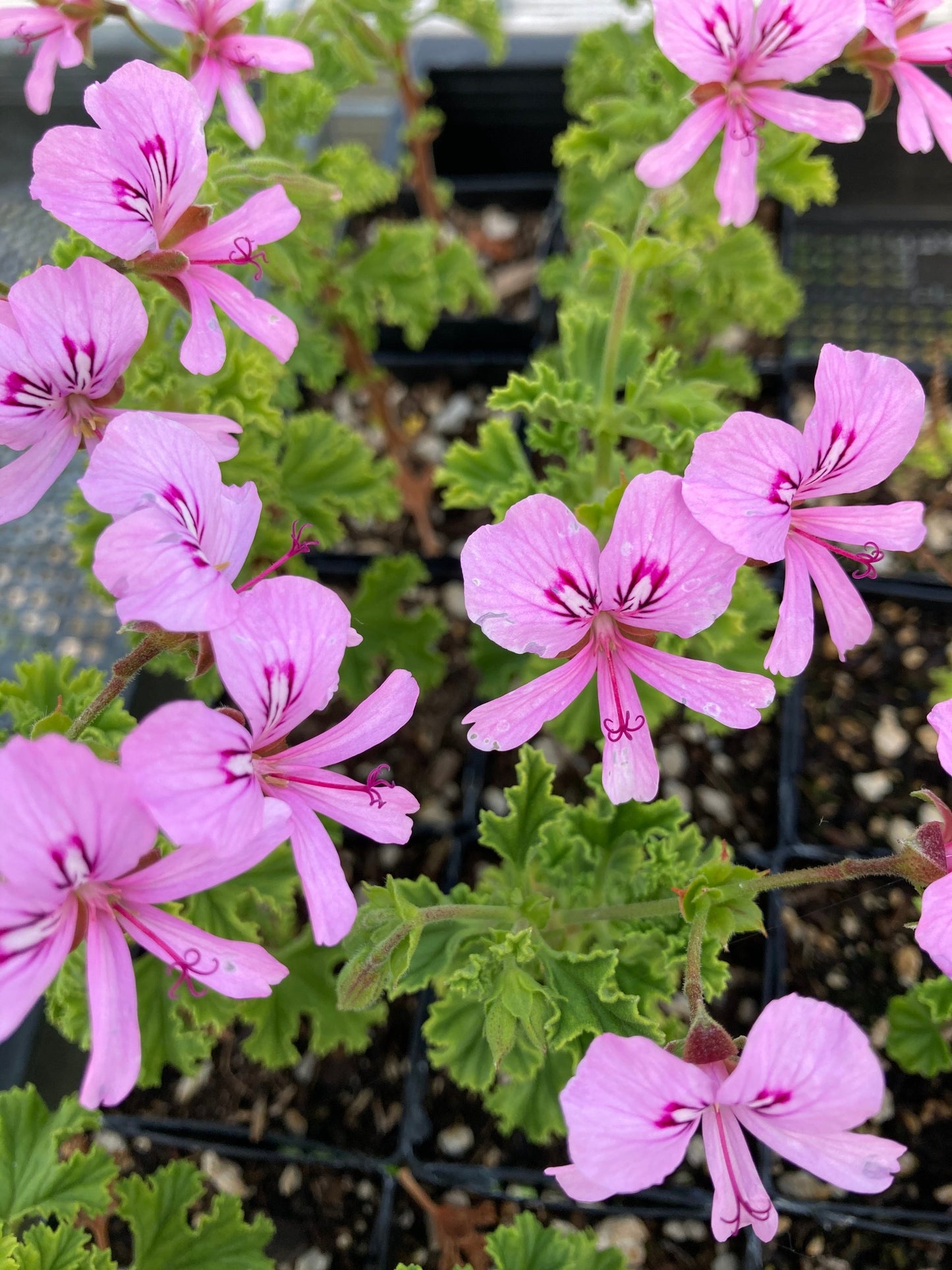 Crispum Major blooms