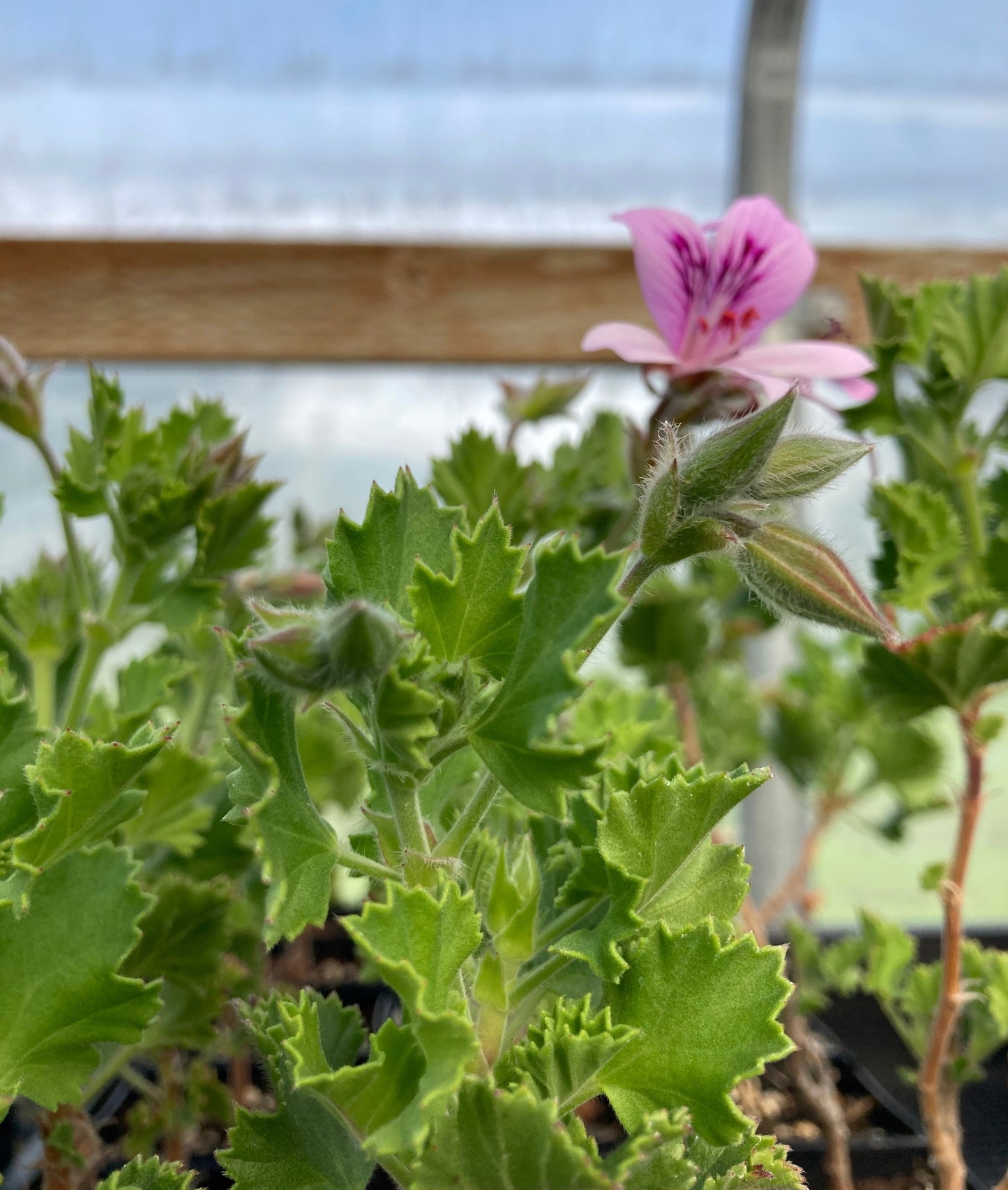 Ginger Pelargonium buds