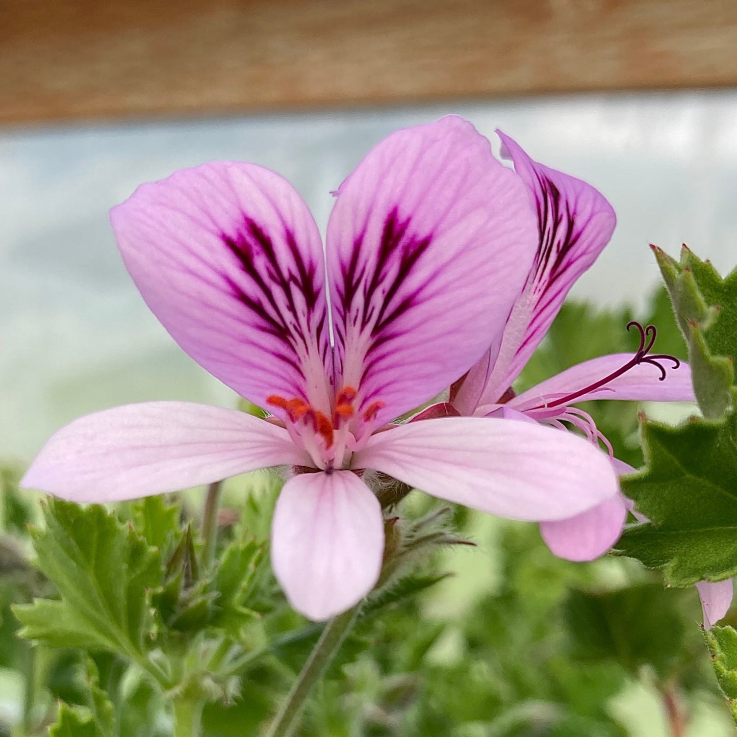 Ginger scented geranium bloom