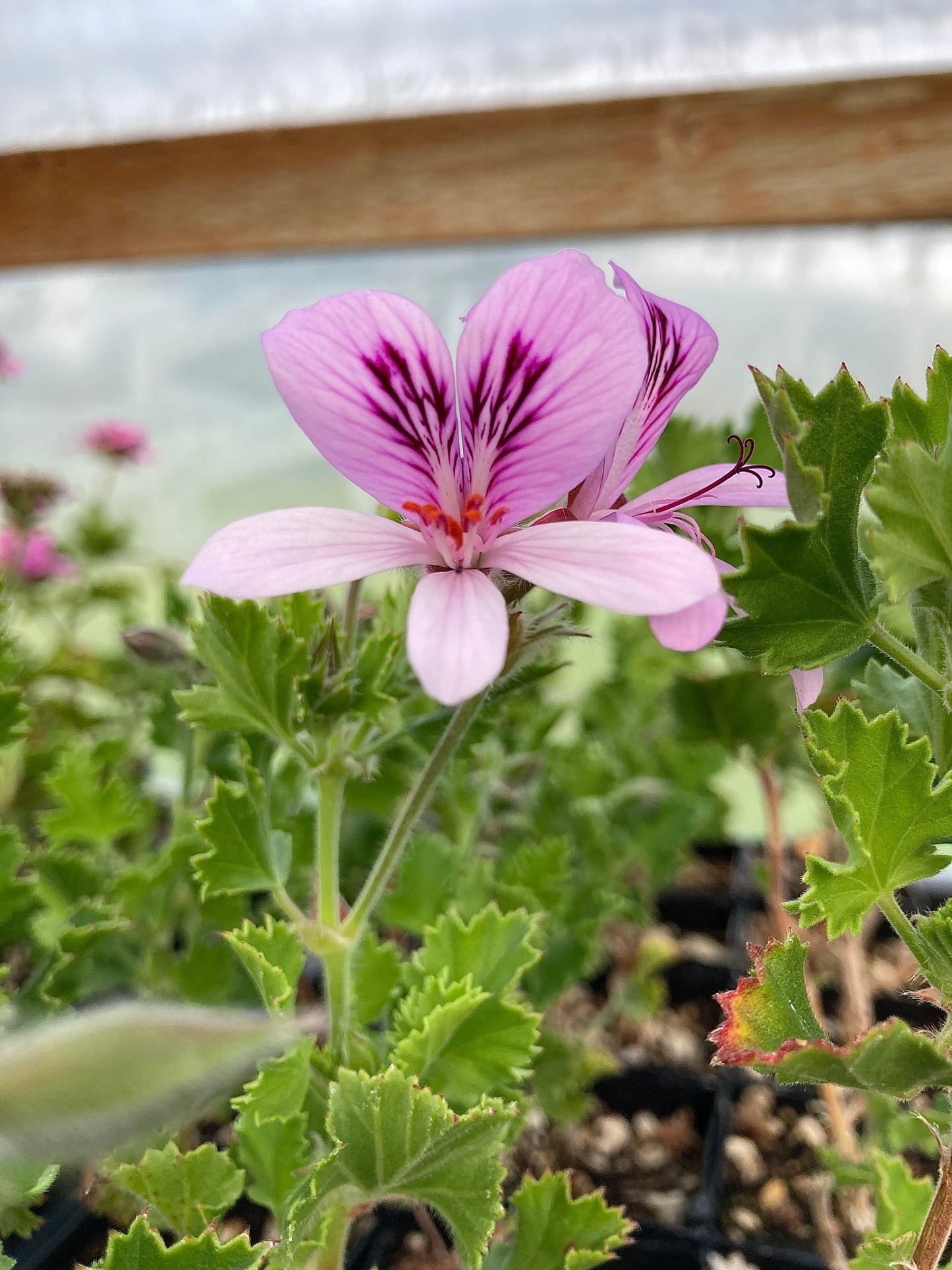 Ginger Scented Geranium 2