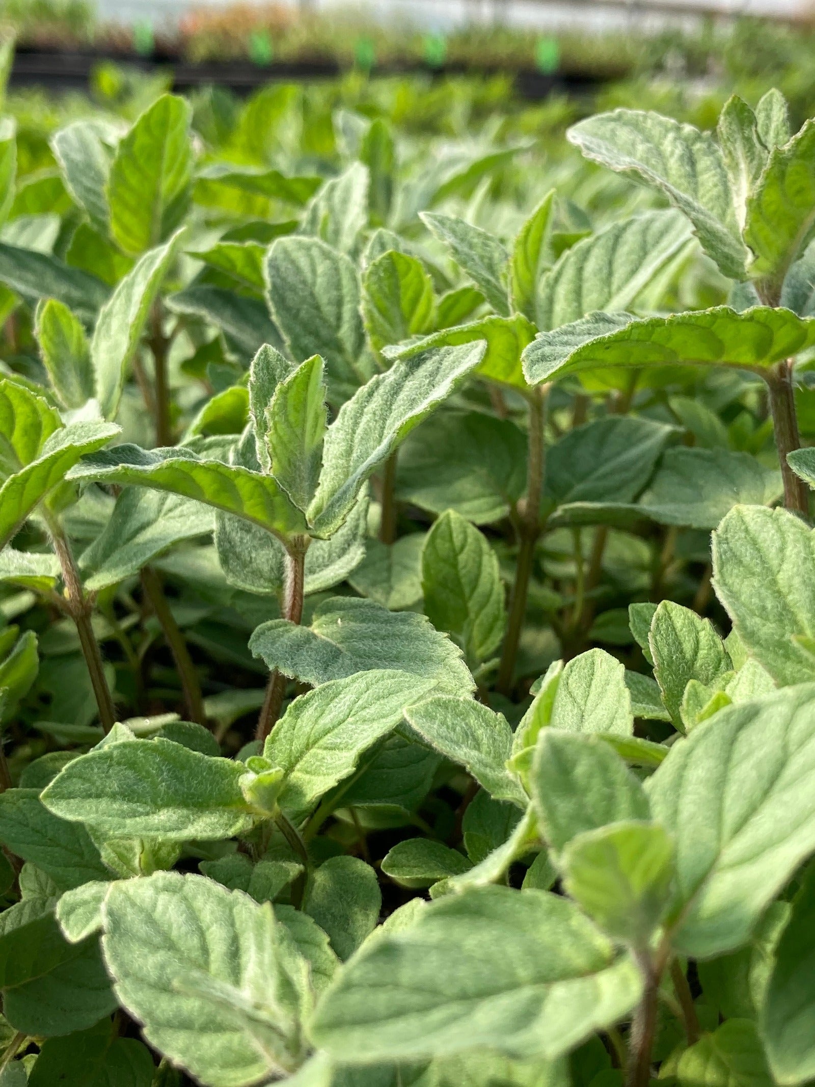himalayan silver mint foliage