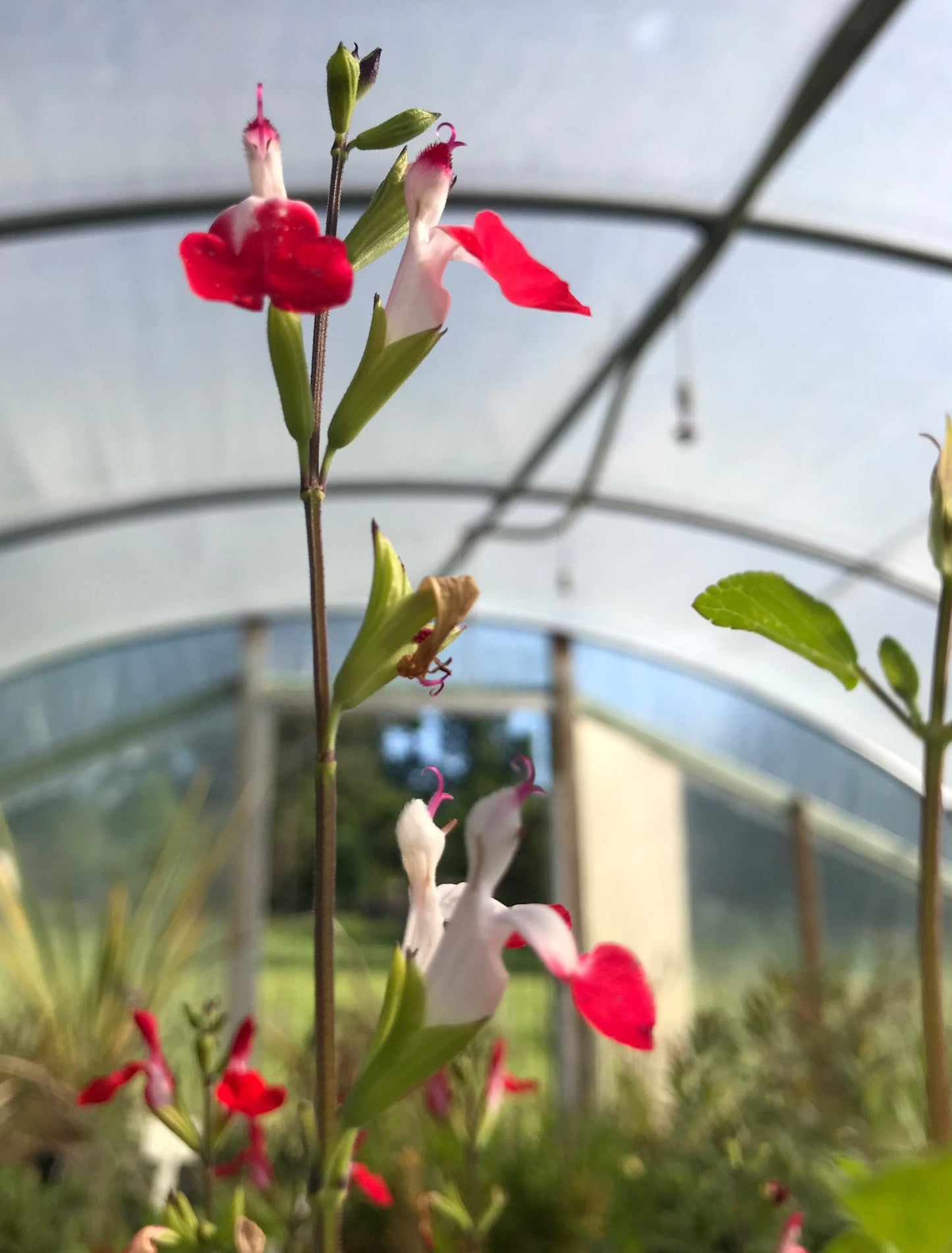 Salvia x jamensis 'Hot Lips' Sage