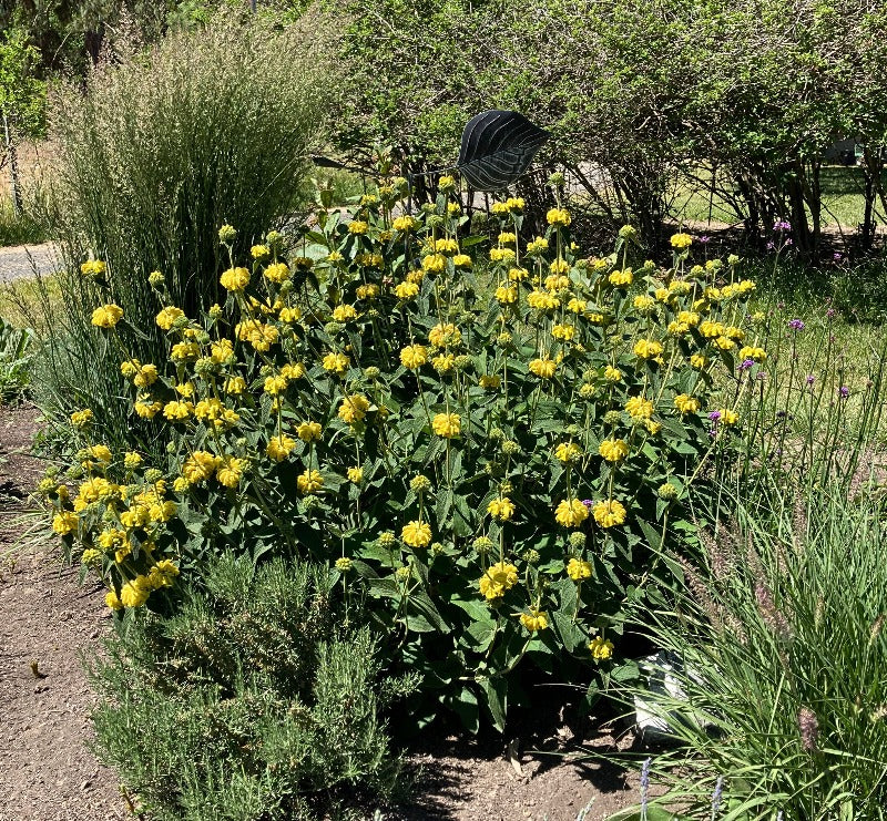 Jerusalem sage bush