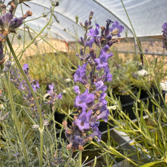 Madeline Marie lavender blooming purple flowers in a greenhouse