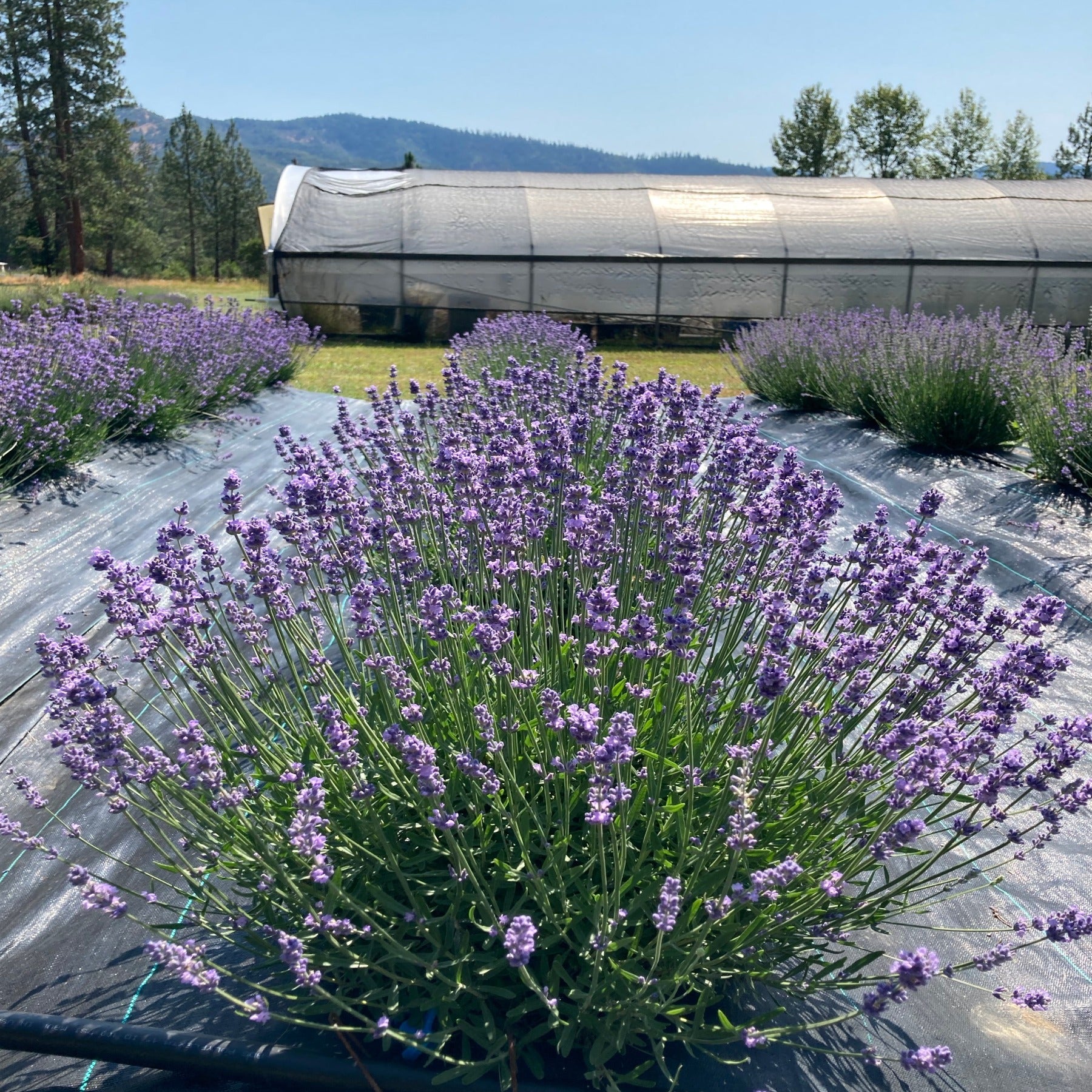 Melissa Lilac Lavender row